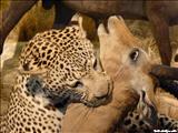 Museo de Vida Silvestre - SAN JUAN